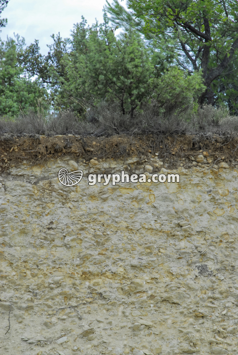 Sol sur anciens alluvions - gryphea.com